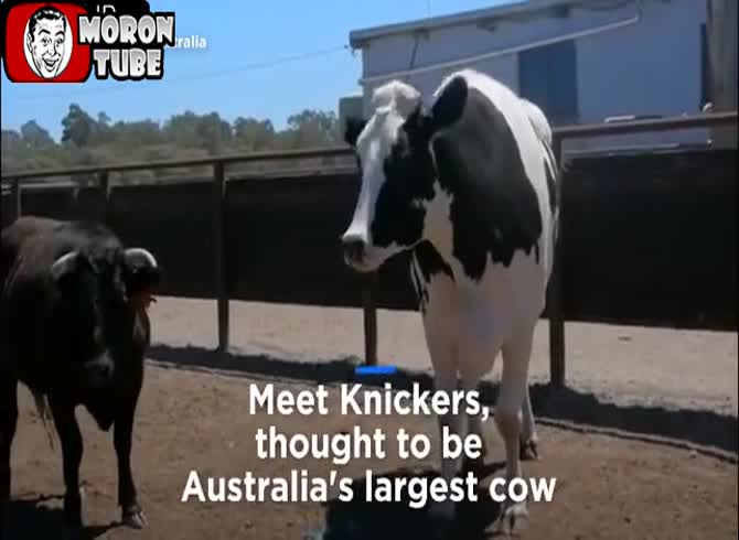 Video :Knickers, the enormous beef that is causing a stir on the internet (Australia)